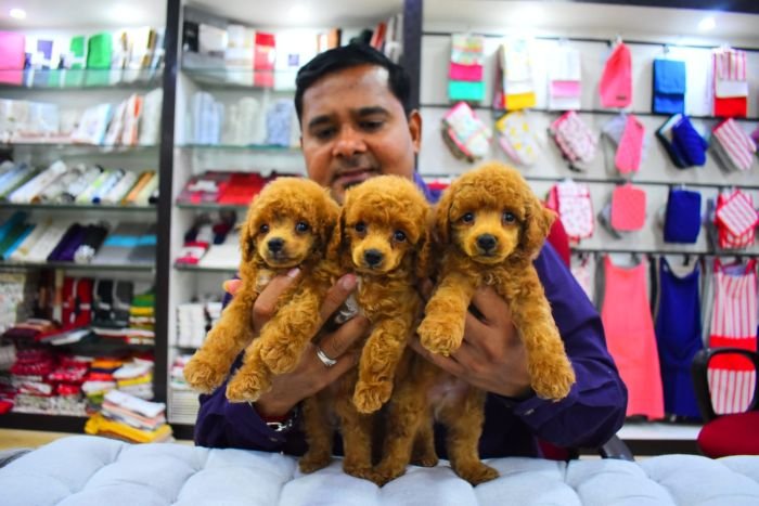 DogsIndia.com - Toy Poodle - Rago's Kennel - Saravanan