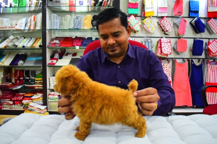 DogsIndia.com - Toy Poodle - Rago's Kennel - Saravanan