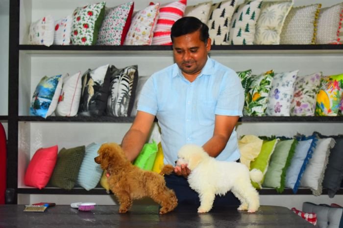 DogsIndia.com - Toy Poodle - Rago's Kennel - Saravanan