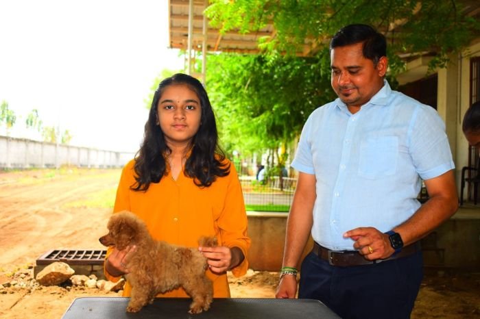 DogsIndia.com - Toy Poodle - Rago's Kennel - Saravanan