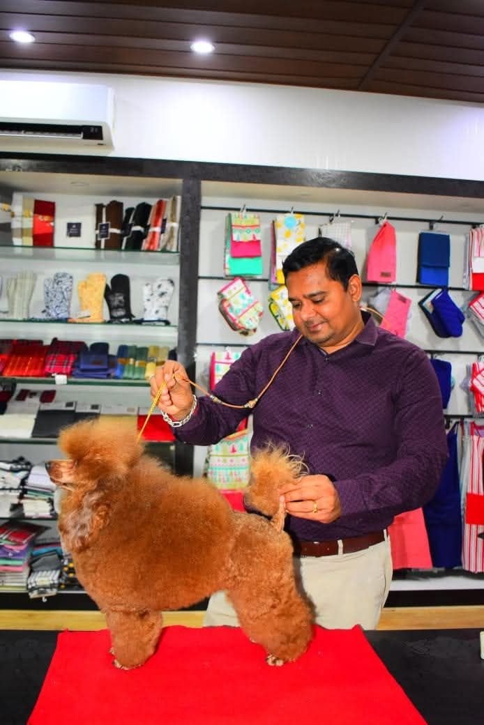DogsIndia.com - Toy Poodle - Rago's Kennel - Saravanan