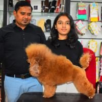 DogsIndia.com - Toy Poodle - Rago's Kennel - Saravanan