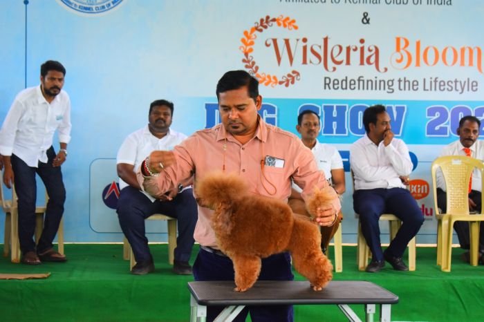 DogsIndia.com - Toy Poodle - Rago's Kennel - Saravanan