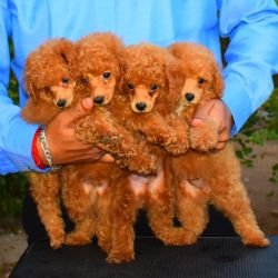 DogsIndia.com - Toy Poodle - Rago's Kennel - Saravanan