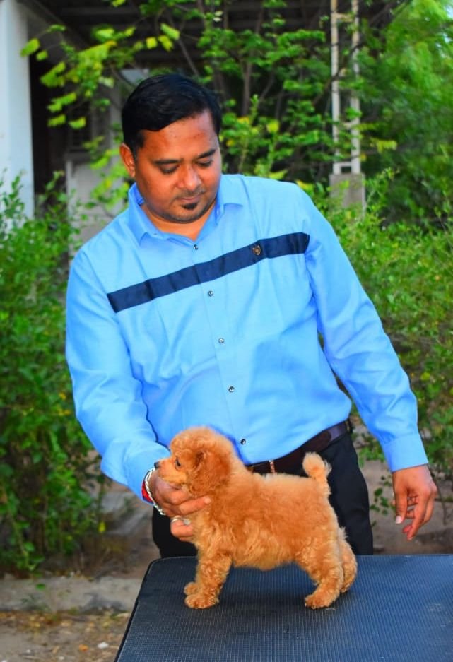 DogsIndia.com - Toy Poodle - Rago's Kennel - Saravanan