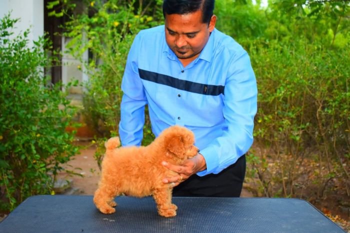DogsIndia.com - Toy Poodle - Rago's Kennel - Saravanan