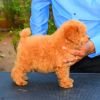 DogsIndia.com - Toy Poodle - Rago's Kennel - Saravanan