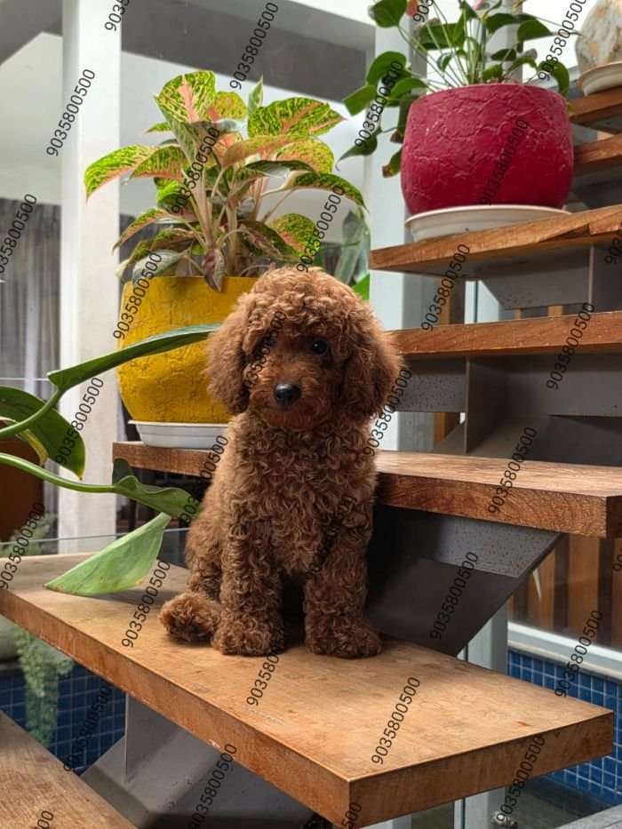DogsIndia.com - Toy Poodle - Sanram's Kennel