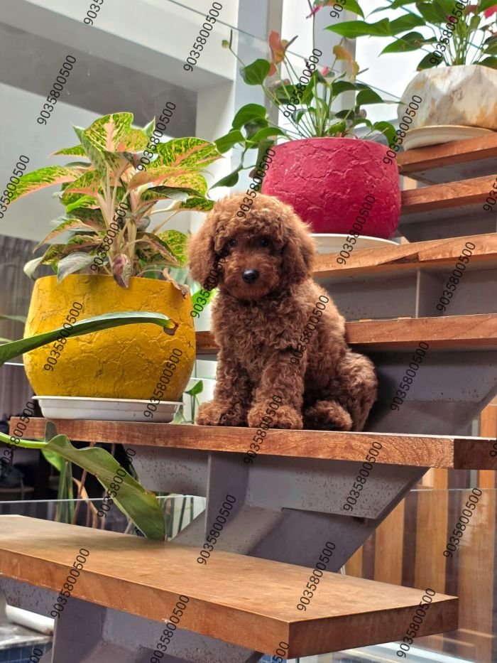 DogsIndia.com - Toy Poodle - Sanram's Kennel