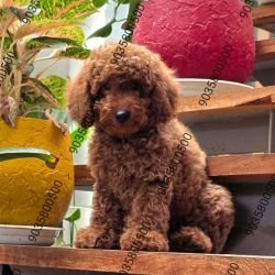 DogsIndia.com - Toy Poodle - Sanram's Kennel