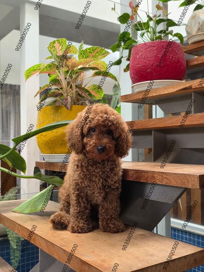 DogsIndia.com - Toy Poodle - Sanram's Kennel