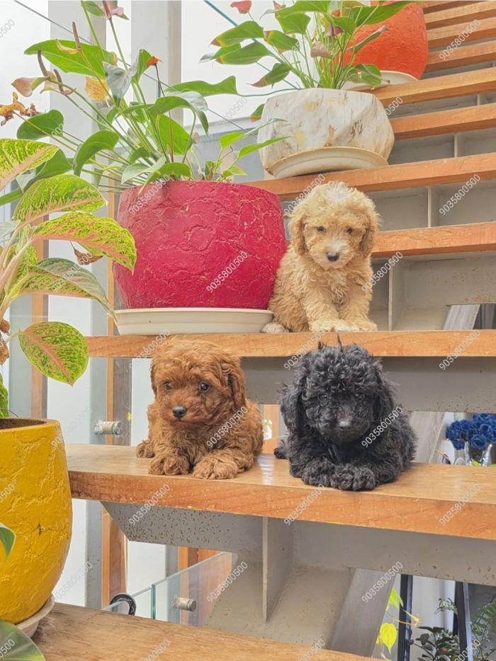 DogsIndia.com - Toy Poodle - Sanram's Kennel