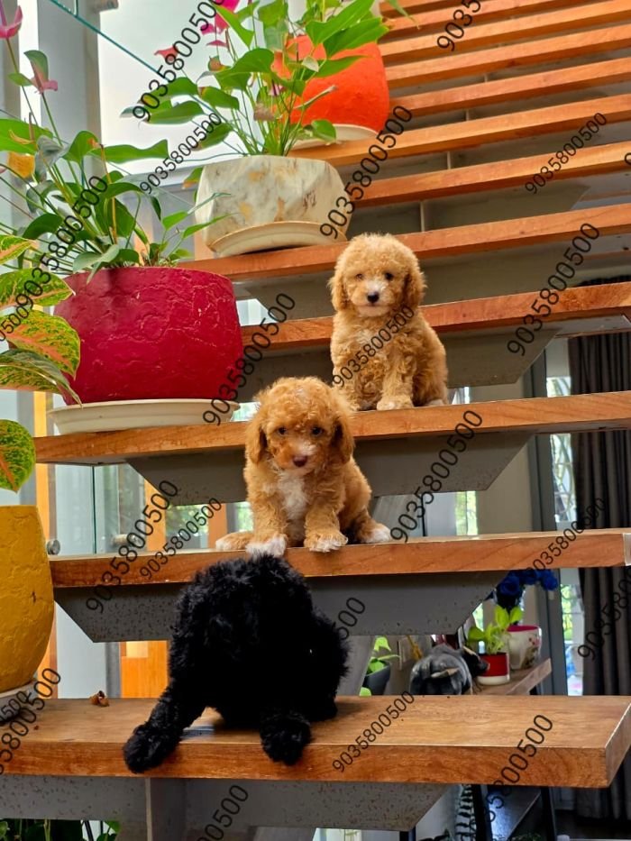 DogsIndia.com - Toy Poodle - Sanram's Kennel