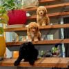DogsIndia.com - Toy Poodle - Sanram's Kennel