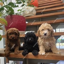 DogsIndia.com - Poodle - Santhosh