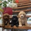 DogsIndia.com - Poodle - Santhosh