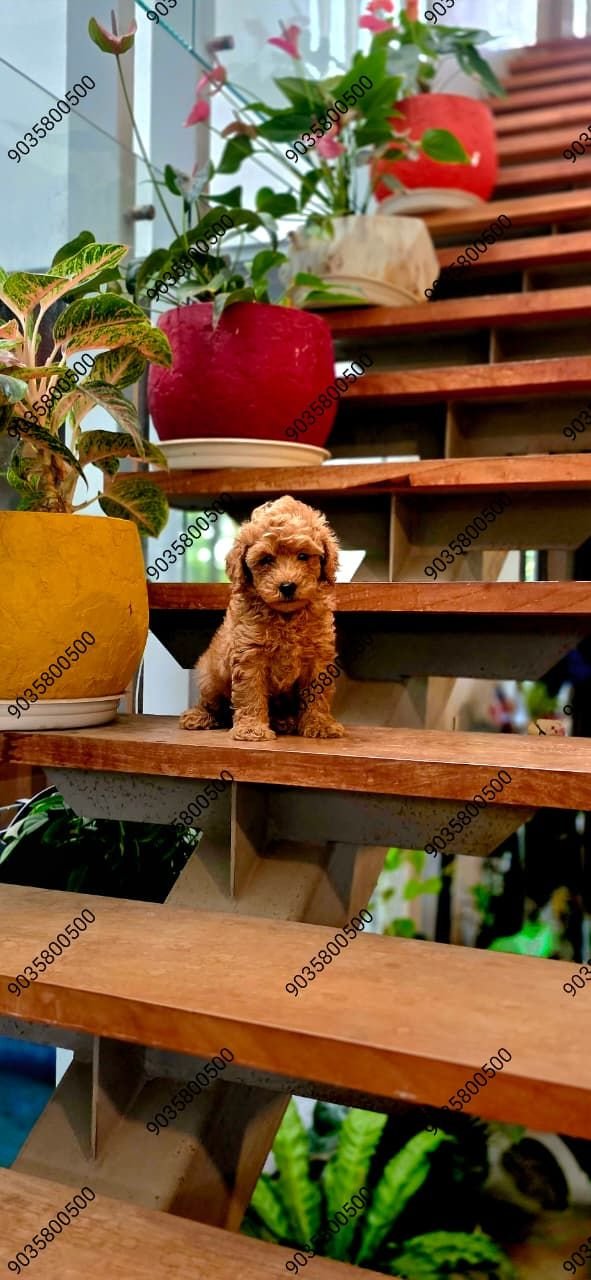 DogsIndia.com - Poodle - Santhosh