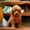 DogsIndia.com - Poodle - Santhosh