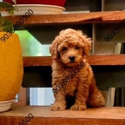 DogsIndia.com - Poodle - Santhosh