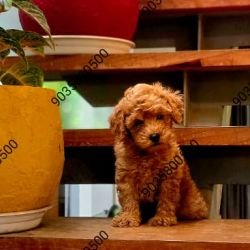 DogsIndia.com - Poodle - Santhosh