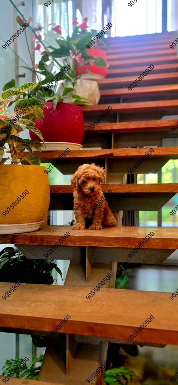 DogsIndia.com - Poodle - Santhosh