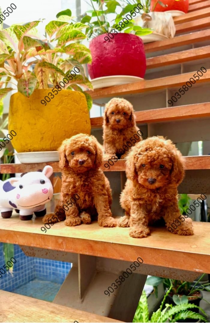 DogsIndia.com - Poodle - Santhosh