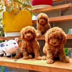 DogsIndia.com - Poodle - Santhosh