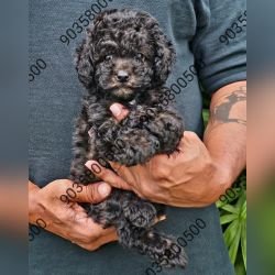DogsIndia.com - Poodle - Santhosh