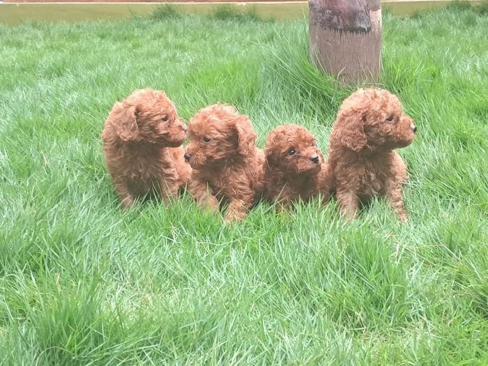 DogsIndia.com - Toy Poodle - Raghu Raghavendra