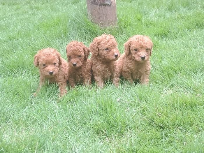 DogsIndia.com - Toy Poodle - Raghu Raghavendra