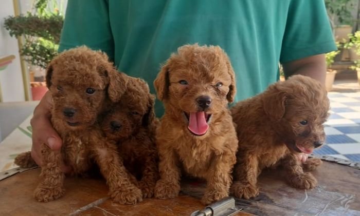 DogsIndia.com - Toy Poodle - Raghu Raghavendra