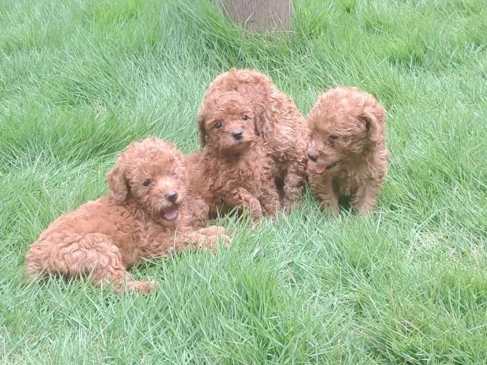 DogsIndia.com - Toy Poodle - Raghu Raghavendra