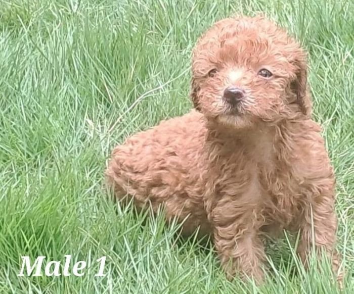 DogsIndia.com - Toy Poodle - Raghu Raghavendra