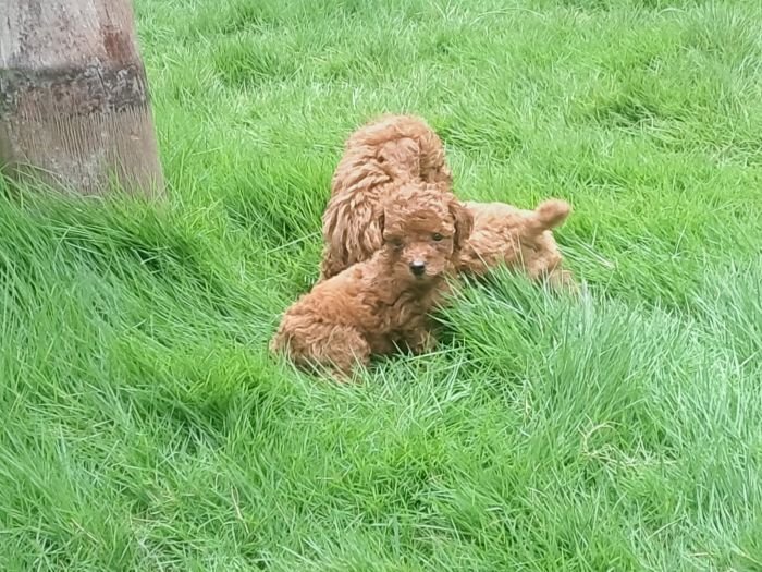 DogsIndia.com - Toy Poodle - Raghu Raghavendra