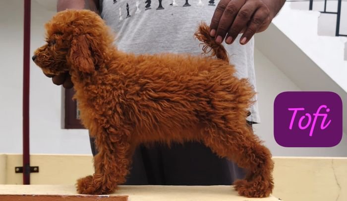 DogsIndia.com - Toy Poodle - Raghu Raghavendra