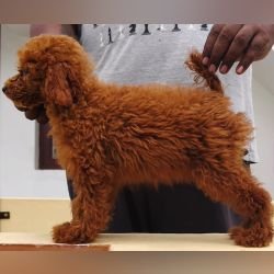 DogsIndia.com - Toy Poodle - Raghu Raghavendra