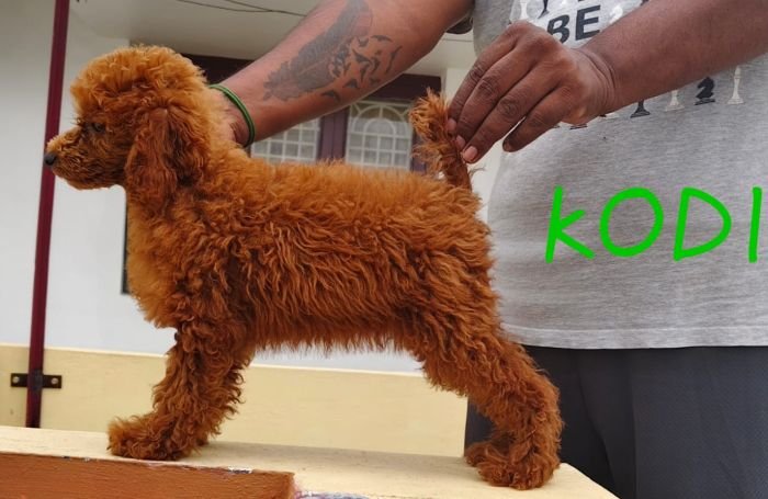 DogsIndia.com - Toy Poodle - Raghu Raghavendra