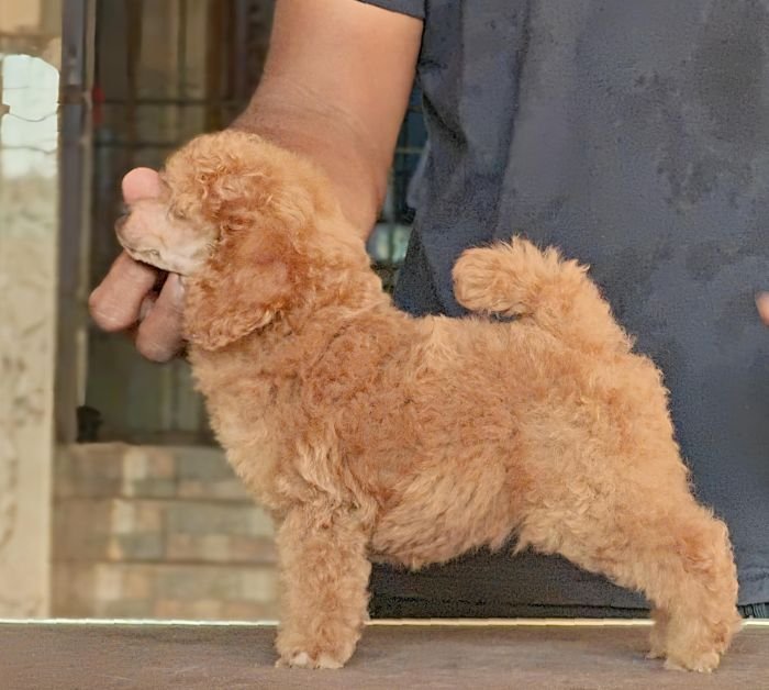 DogsIndia.com - Toy Poodle - Vikram (Shreyas)