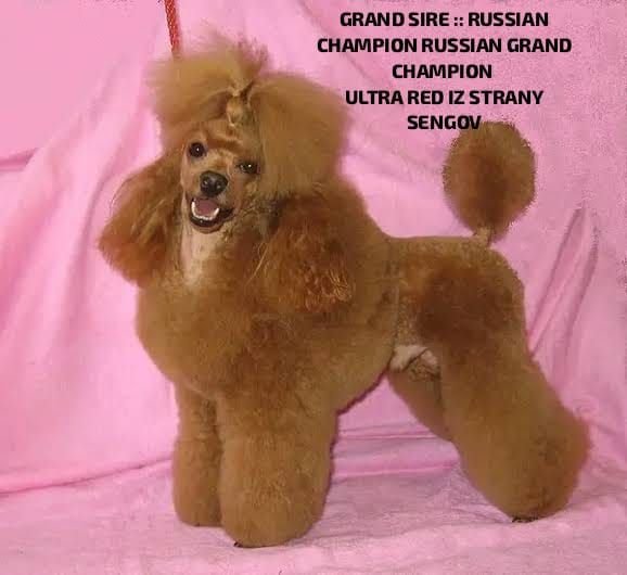 DogsIndia.com - Toy Poodle - Vikram (Shreyas)