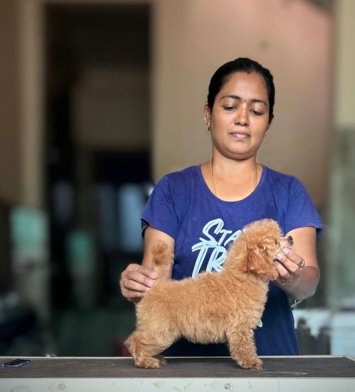 DogsIndia.com - Toy Poodle - Vikram (Shreyas)