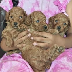 DogsIndia.com - Toy Poodle - Vikram (Shreyas)