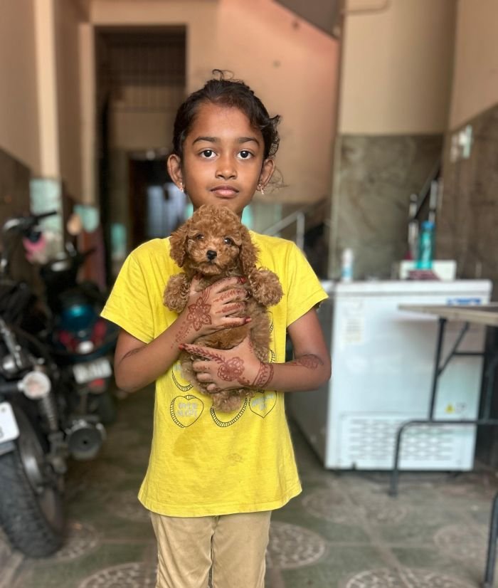 DogsIndia.com - Toy Poodle - Vikram (Shreyas)
