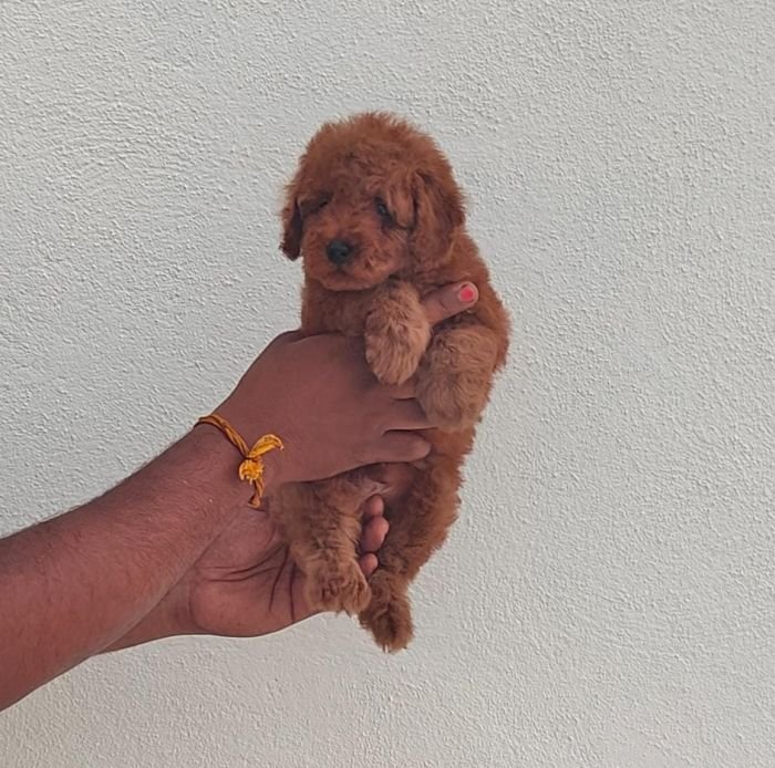 DogsIndia.com - Toy Poodle - Vikram (Shreyas)