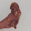 DogsIndia.com - Toy Poodle - Vikram (Shreyas)
