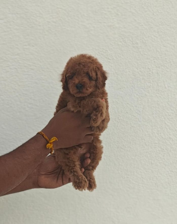 DogsIndia.com - Toy Poodle - Vikram (Shreyas)