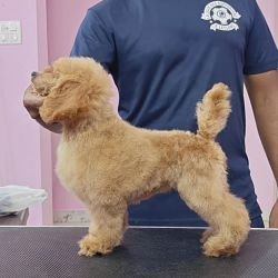 DogsIndia.com - Toy Poodle - Vikram (Shreyas)