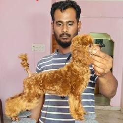 DogsIndia.com - Toy Poodle - Vikram (Shreyas)
