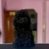 DogsIndia.com - Toy Poodle - Vikram (Shreyas)