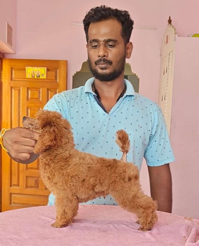 DogsIndia.com - Toy Poodle - Vikram (Shreyas)