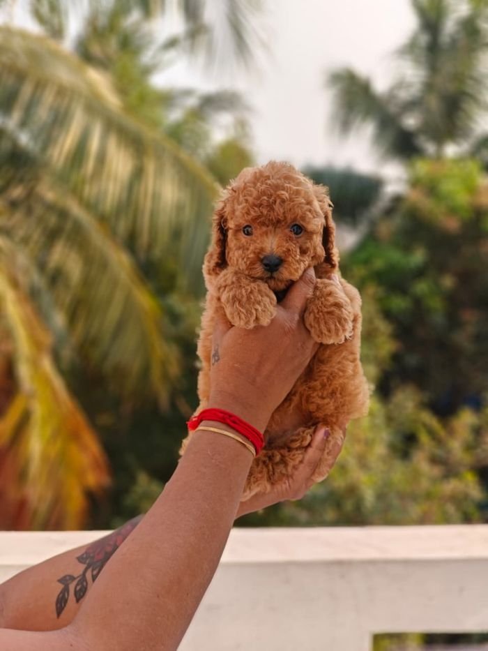 DogsIndia.com - Toy Poodle - Vikram (Shreyas)